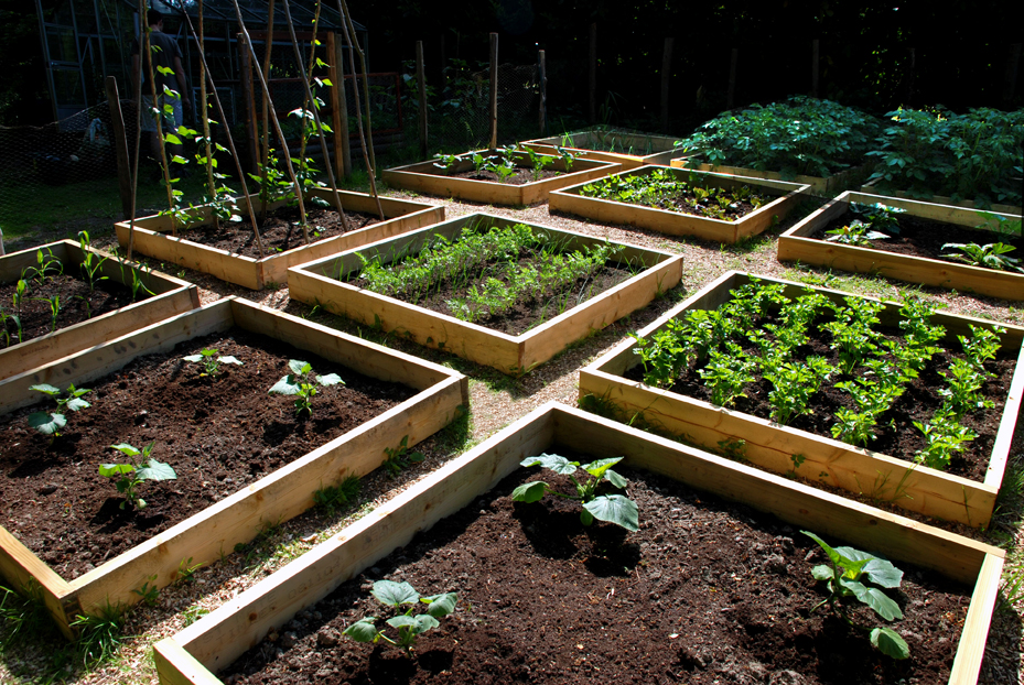 Progress in the raised bed vegetable garden The Modern Gardener